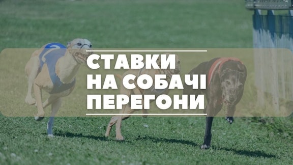 stavky na sobachi peregony